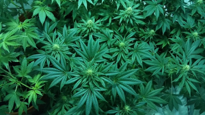 La marihuana, un problema en Figueres