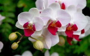Las flores más populares hoy en día