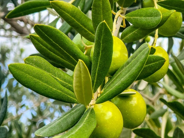 The World of EVOO in a New Threat: Falling Prices