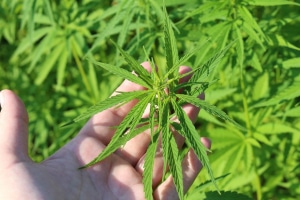 CBD y la industria de bienes raíces