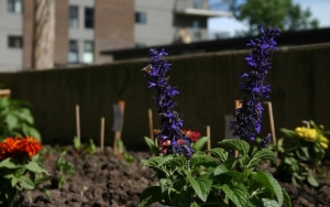 El impacto de los espacios botánicos avanzados en la revalorización de la vivienda moderna